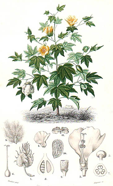 alte botanische Zeichnung: Baumwollpflanze