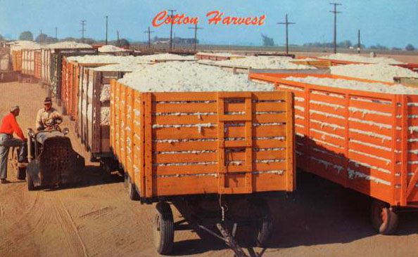 altes Foto: Baumwollernte: Baumwolle ist in Wagons verladen
