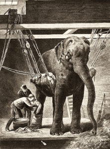 sw-Abb.: Elefant hängt in einer Aufhängung