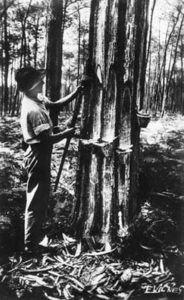 sw-Foto: Waldarbeiter bei der Harzernte