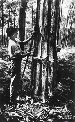 sw-Foto: Waldarbeiter bei der Harzernte