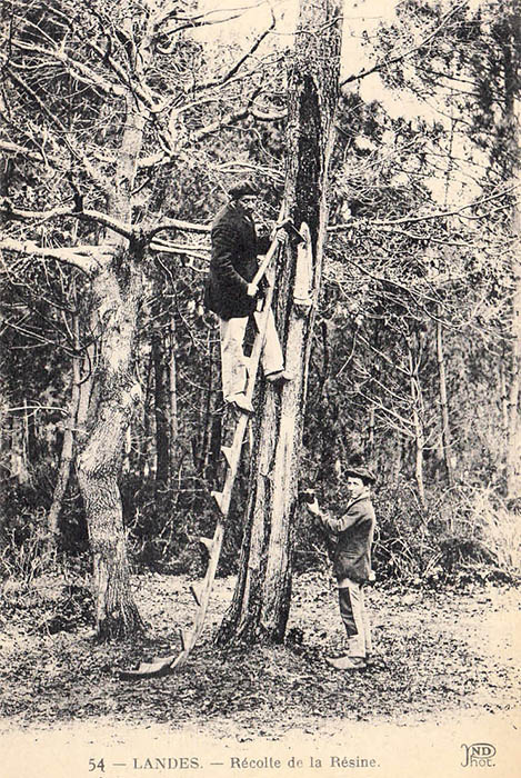 sw-Foto: zwei Männer bei der Harzernte
