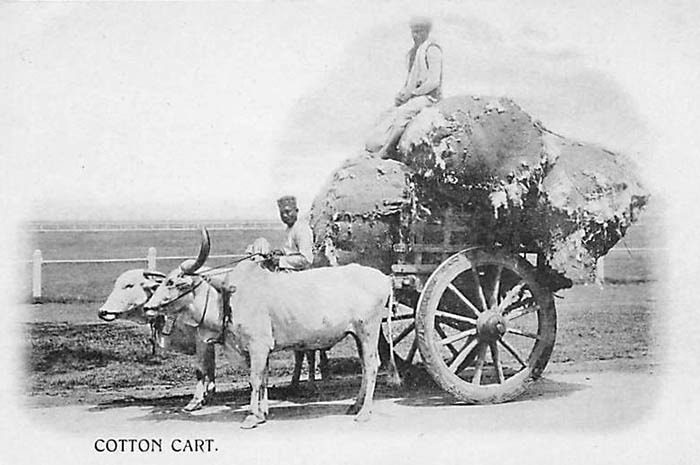 Ochsenkarren, Baumwolle, Indien, Transport