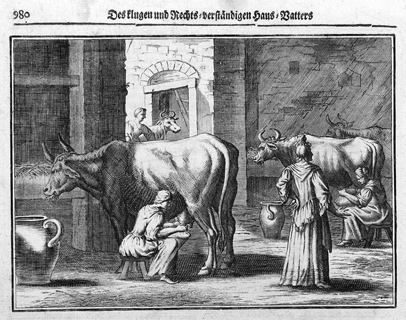 alte sw-Zeichnung: zwei Melkerinnen beim Melken der Kühe