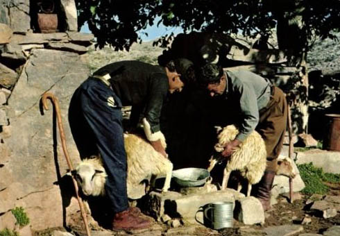 altes Foto: zwei griechische Bauern melken ihre Schafe