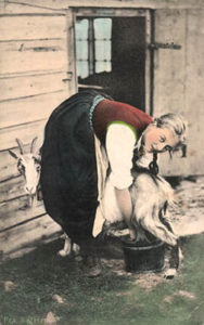 koloriertes Foto: junge Frau melkt eine Ziege