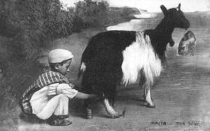 sw-Foto: kleiner Junge melkt eine gescheckte Ziege
