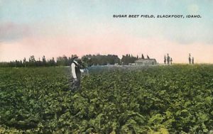 sugar beet, Zuckerrübenfeld, Landwirtschaft, USA