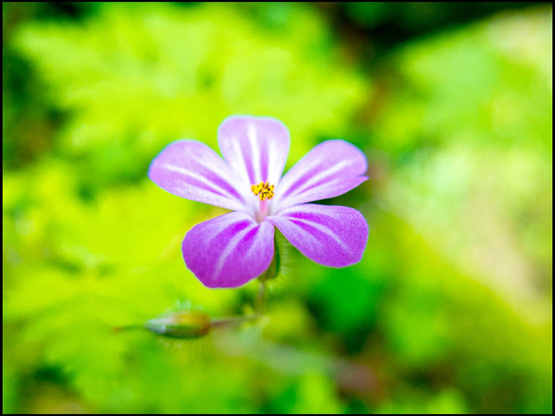 Farbfoto: zartes lila Blümchen vor leuchtend grünem Hintergrund