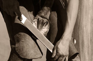 s/w Foto: Hufschmied beim Ebnen des Hufes mit der Raspel