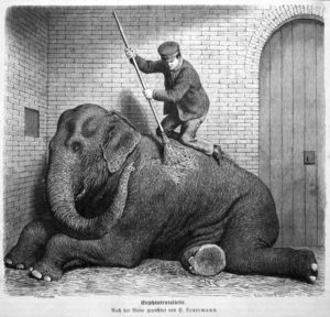 sw-Stich: Zoowärter schrubbt Elefant ab