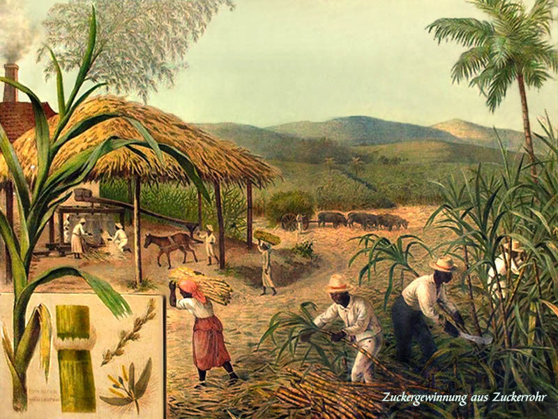 farbige Lehrtafel: rechts dunkelhäutige Männer bei der Zuckerrohrernte, links im Hintergrund die Weiterverarbeitung