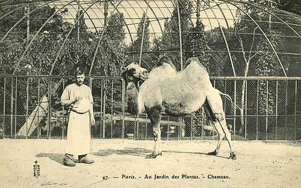 altes Foto: Tierpfleger mit Kamel