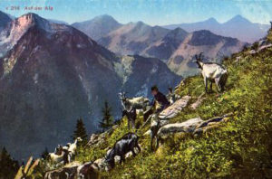 Ziegenhirte auf der Alp von Ziegen umringt