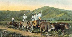 Farbfoto: drei Ochsenkarrenstehen zum Beladen mit Zuckerrohr bereit, Auf den Wagen stehende Aufseher