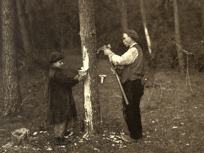 altes sw-Foto: Mann schlägt mit Beil Rinde von Kiefernstamm und Laufrinnen hinein, unterhalb davon sind Gefäße zum Auffangen von Harz befestigt. ein Junge hilft