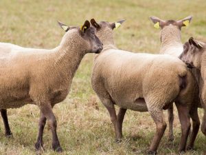 Foto: markierte Schafe