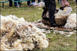 Foto: ein Schaf wird geschoren