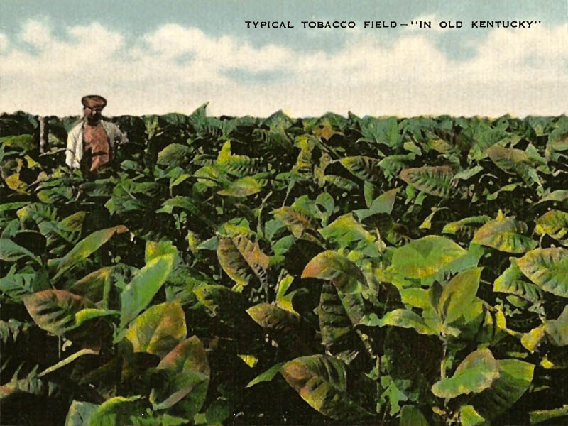 Farbfoto: Bauer steht in mitten eines Tabakfeldes mit bis zum Bauch reichenden Pflanzen