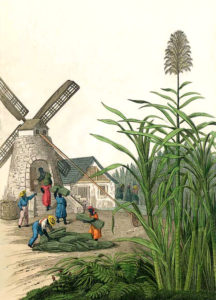 Farblitho: schwarze Sklaven tragen Zuckerrohrbündel in eine Windmühle