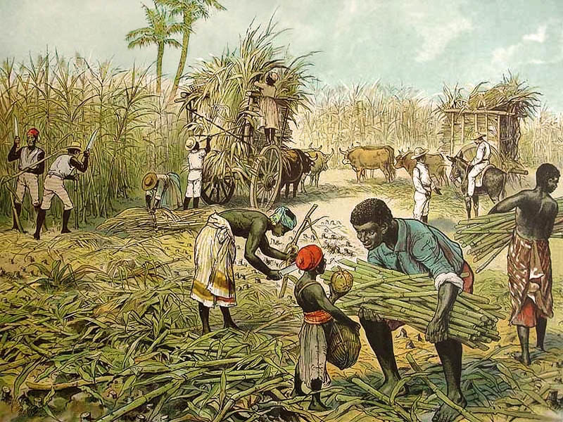 Farblitho: Erntegeschehen auf einer Zuckerrohrplantage, mehrere schwarze Sklaven schneiden. bündeln und verladen Zuckerrohr auf Ochsenkarren, zwei Aufseher etwas weiter hinten behalten das Geschehen im Auge