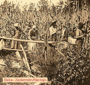 altes sw-Foto: Männer, Frauen und auf einer cubanischen Zuckerrohr-Plantage bei der Arbeit