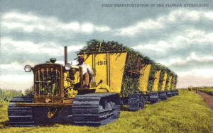 Farbfoto: Zuckerrohr wird mit Raupenschlepper, der sechs Wagongs zieht vom Zuckerrohrfeld abtransportiert