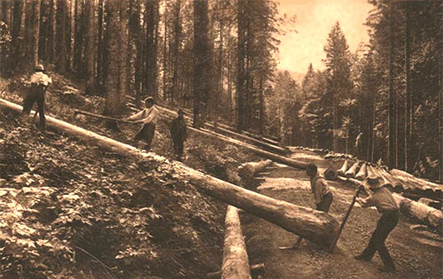 s/w Foto: mehrere Holzfäller entfernen gemeinsam Geäst von gefällten Bäumen