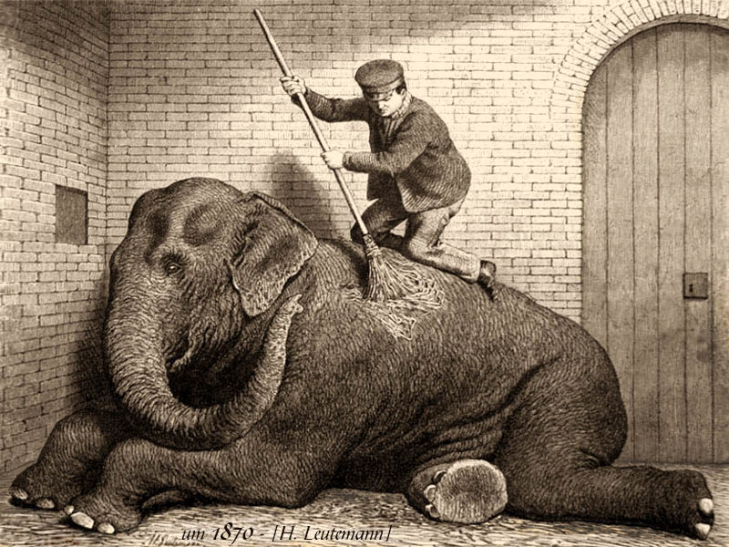 s/w Zeichnung: Elefantenwärter kniet auf liegendem Elefanten und kehrt diesen ab