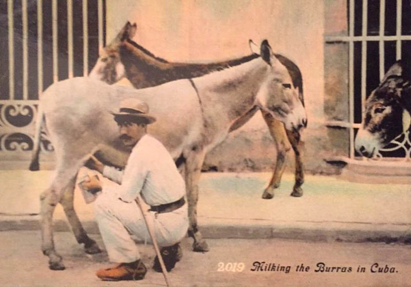 alte Postkarte: Mann melkt eine Eselin