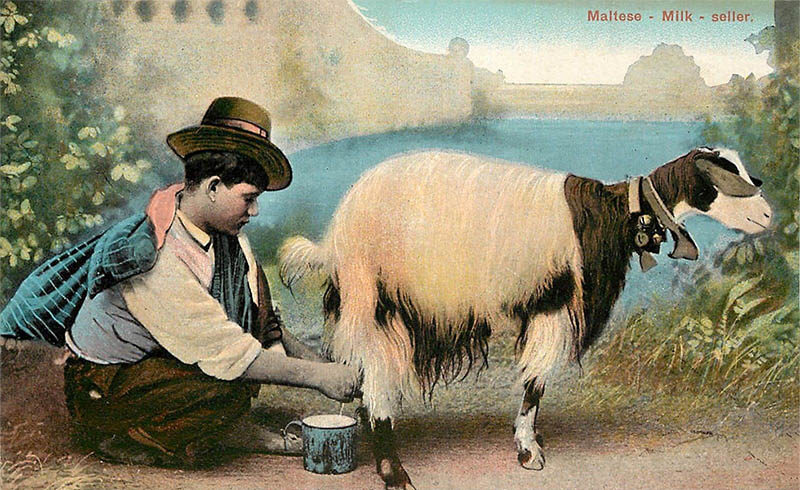 kolorierte Postkarte: junger Mann mit Hut melkt eine hübsche Ziege