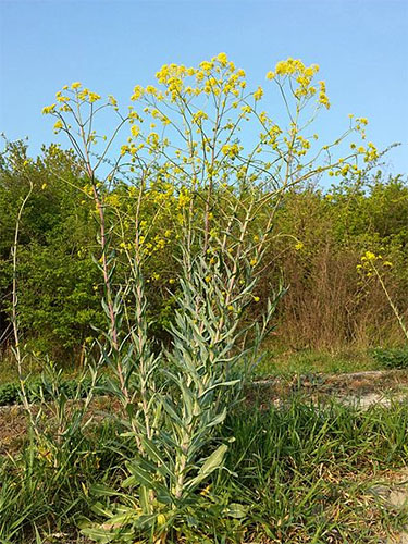 Farbfoto: Färberwaidpflanze mit gelben Blütenauf einer Wiese