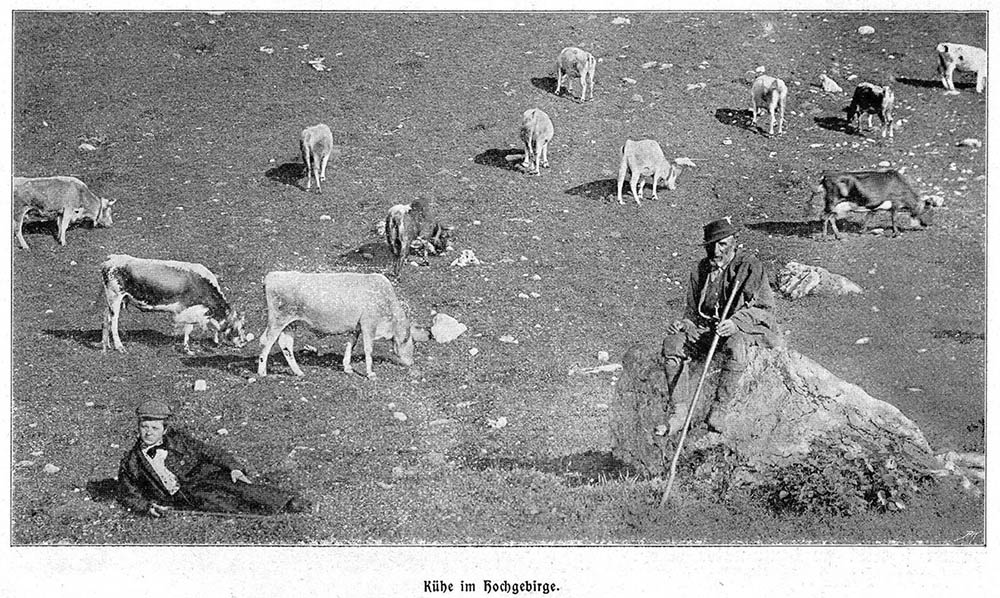 sw-Foto: Kuhhirte und Kuhjunge auf einem Stein umringt von Kühen