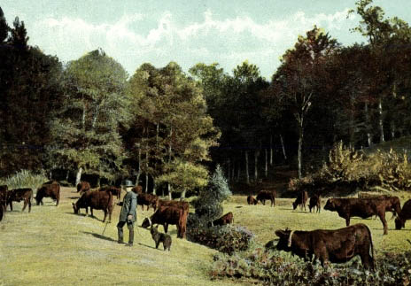 Kuhhirte mit Kühen auf einer Waldwiese