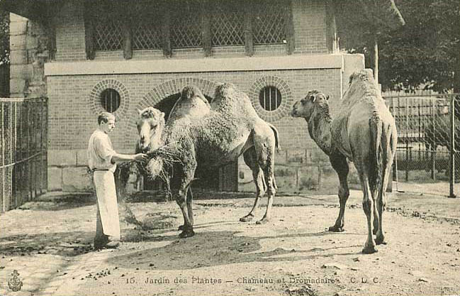 Tierpfleger mit Kamele und Dromedar