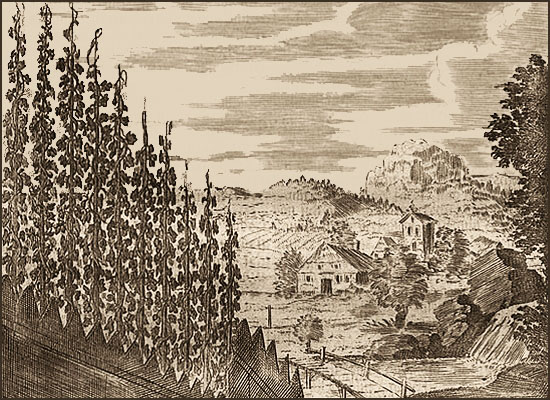 Kupferstich: Hügel mit Hopfenpflanzen und weiter Blick in die Landschaft - 1695
