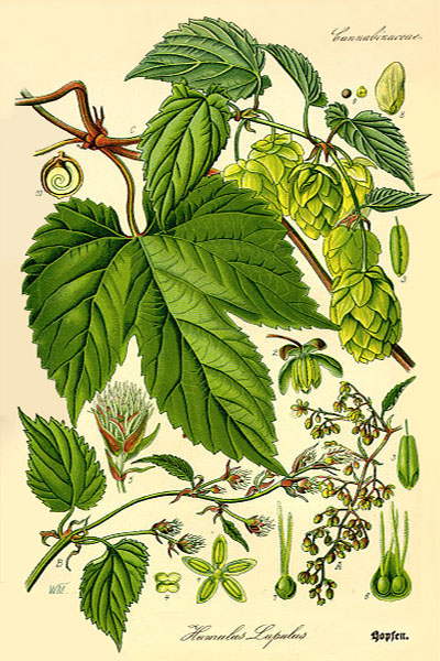 Farblitho: botanische illu 'Humulus lupulus'