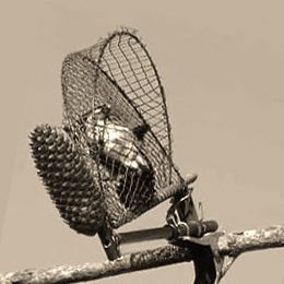 sw Foto: gefangener Kleinvogel in einem Netzkloben