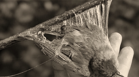 sw Foto: mit Leimrute gefangener Vogel