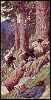 Sammelbild: drei Männer fällen einen Nadelbaum im Wald
