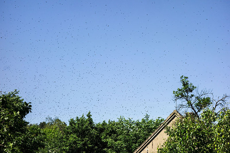Farbfoto: viele Bienen fliegen in der Luft über Bäumen