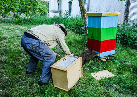 Farbfoto: Imker lässt Bienen vorm neuen Heim aus Kasten frei