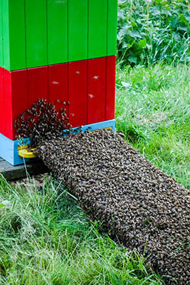 Farbfoto: tausende Bienen drängen in ihr neues Zuhause