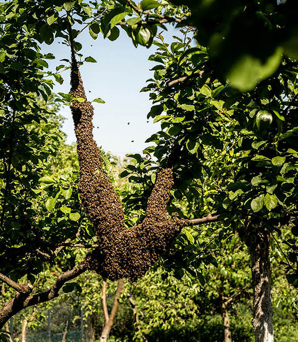 Farbfoto: zu einer großen Traube formiertes Bienenvolk an einem Baum