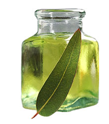 Farbfoto: Eukalyptusöl in Glasfläschchen