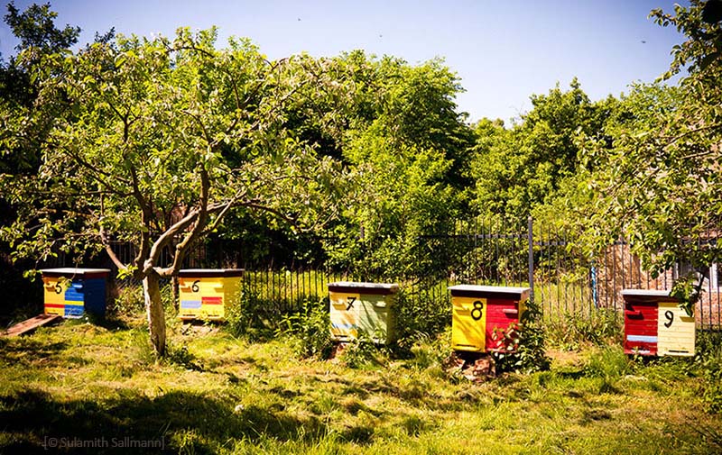 Farbfoto: bunte Bienenstöcke am Waldrand