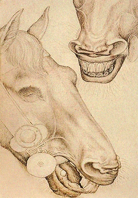Zeichnung: Pferdekopf mit Trensenstange im Maul - 15. Jh