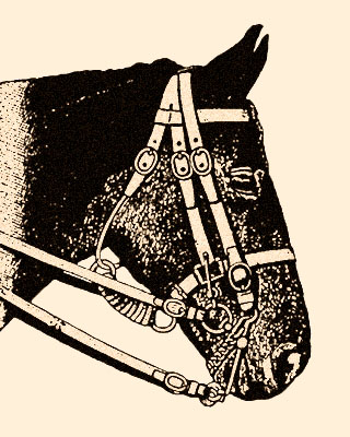 Zeichnung: Pferdekopf mit Kandarenzäumung