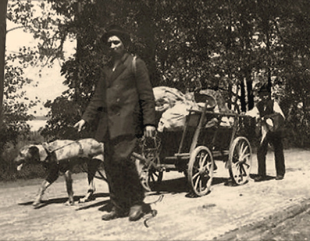 sw Foto: ein Mann zieht neben Hund Deichsel von Leiterwagen, zweiter Mann schiebt am Wagenende - 1910