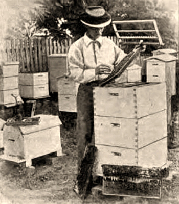 sw Foto: Mann hantiert zwischen Bienenkästen